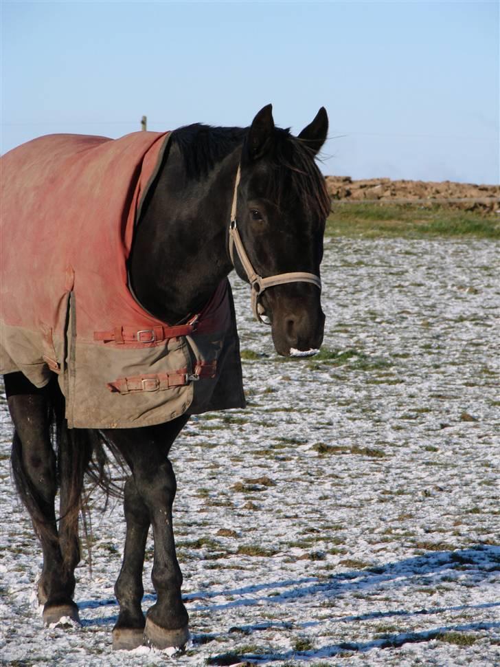 Oldenborg Okholms Makker  - Overskæg !  hehe billede 8