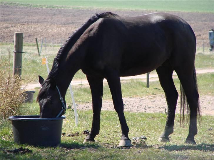 Oldenborg Okholms Makker  billede 9