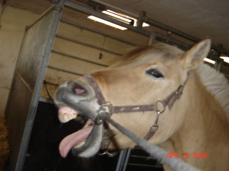Fjordhest Tamra ~ Pensioneret ~ Rip min smukke engel - Mor er jeg ikke snart færdig?? (billedet er taget d. 22/4-08) (billedet er taget i magretelunden) billede 7
