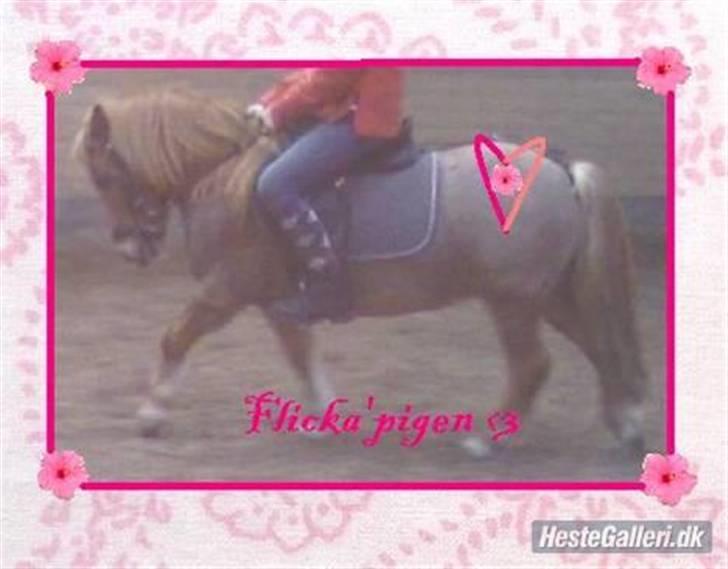 Shetlænder Flicka SOLGT - Flicka i dressur billede 1