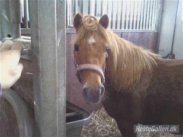 Shetlænder Flicka SOLGT - Flicka i stalden billede 2