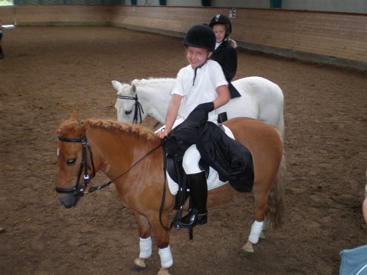 Shetlænder Flicka SOLGT - Flicka til stævne billede 4