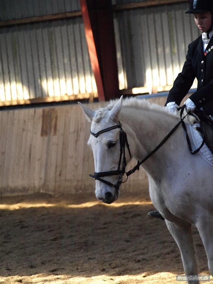 Anden særlig race Finesse (Død d. 15 maj)  - Finesse i Lem:D Tak for billedet:D billede 20