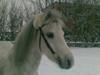 Welsh Mountain (sec A) Elvis Pony "SOLGT"  :´( [Tidl. hest]