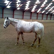 Appaloosa Carlo