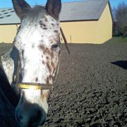 Appaloosa Carlo