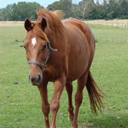 Trakehner Henna