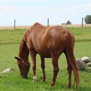 Trakehner Henna