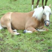 Haflinger Nimbus