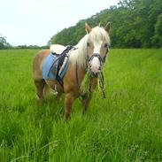 Haflinger Nimbus