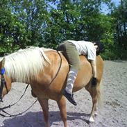 Haflinger Nimbus