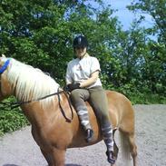 Haflinger Nimbus