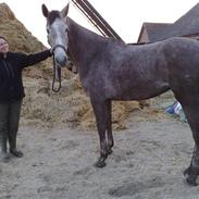 Dansk Varmblod Siena