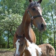 Anden særlig race Jasmin R.I.P