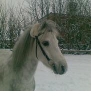 Welsh Mountain (sec A) Elvis Pony "SOLGT"  :´(