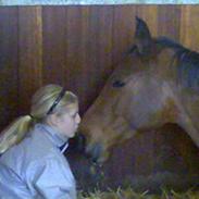 Dansk Varmblod Golden Virginia (Aflivet)