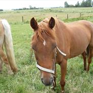 Anden særlig race Charla <3 (Shala)R.I.P