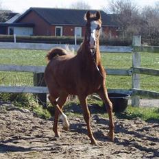 Arabisk fuldblod (OX) FE Chester - SOLGT