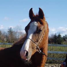 Arabisk fuldblod (OX) FE Chester - SOLGT