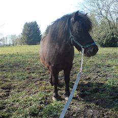 Shetlænder Nickolaj *DØD*