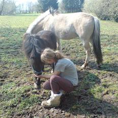 Shetlænder Nickolaj *DØD*