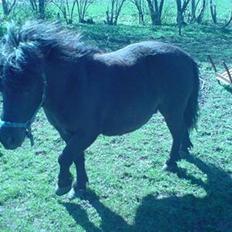 Shetlænder Nickolaj *DØD*