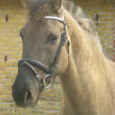 Anden særlig race Jannerupgård's Felix <3