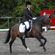 New Forest Elmholts Education A-pony (solgt)