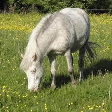 Anden særlig race Hannibal -Tilbage leveret