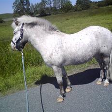 Anden særlig race Hannibal -Tilbage leveret