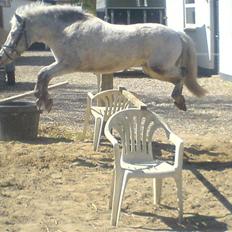 Anden særlig race Hannibal -Tilbage leveret