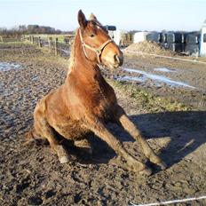 Anden særlig race gabbana