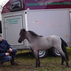 Dansk Miniature Hegnsgaards Touch TheStar *SOLGT*