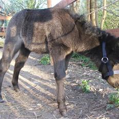 Dansk Miniature Hegnsgaards Touch TheStar *SOLGT*