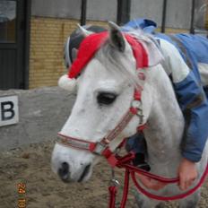 Welsh Mountain (sec A) Elvis Pony "SOLGT"  :´(