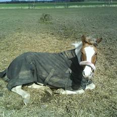 Pinto michelle *SOLGT*