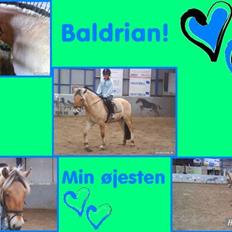 Fjordhest Baldrian<3 Solgt:/<3