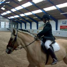 Fjordhest Baldrian<3 Solgt:/<3