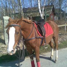 DSP StaldBirkely's mr nice guy