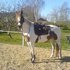 Pinto Bailey *Solgt*