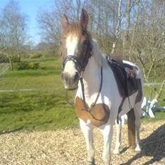 Pinto Bailey *Solgt*