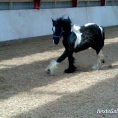 Anden særlig race Damgaard's Thor (Curly)