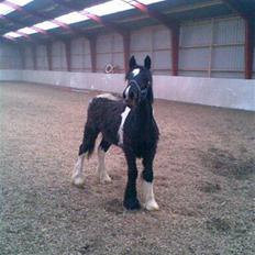 Anden særlig race Damgaard's Thor (Curly)