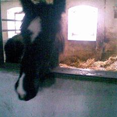 Anden særlig race Damgaard's Thor (Curly)