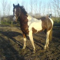 Pinto Hedens Chateau