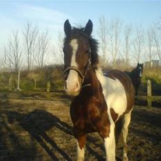 Pinto Hedens Chateau