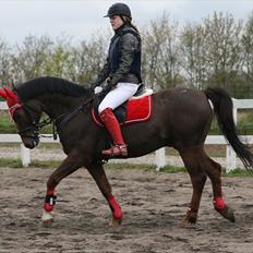 Hollandsk Sportspony Chico 