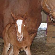 Anden særlig race First Trust (Tidl. hest) SOLGT