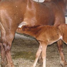 Anden særlig race First Trust (Tidl. hest) SOLGT