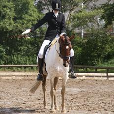 Anden særlig race Blue Angel